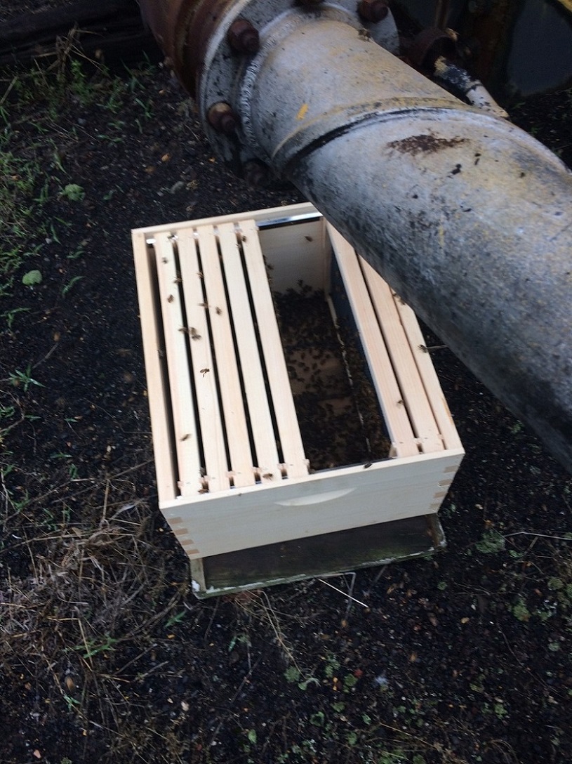 Bees at HVRM June 2019 -2.JPG