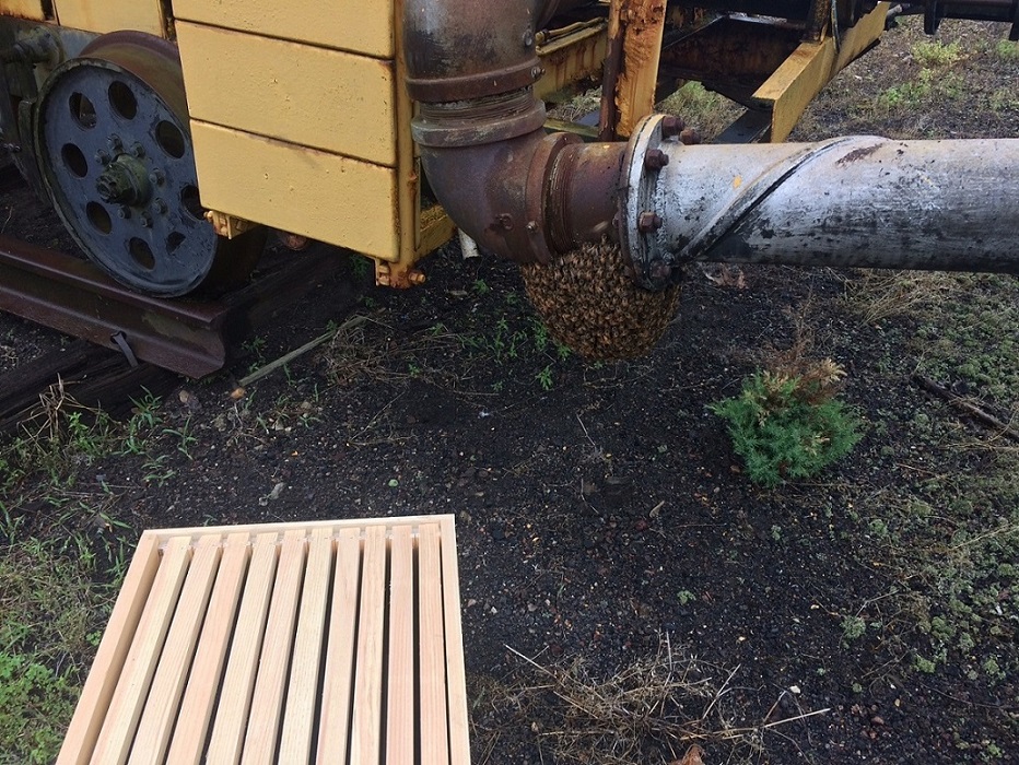 Bees at HVRM June 2019 -1.JPG