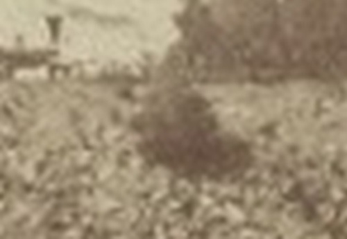 horseshoecurvepioneertree.jpg