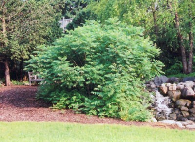 staghornsumac.jpg