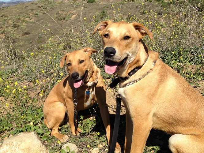dogs.jpg