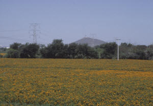 Click on image to enlarge. Photo by Sammy King.